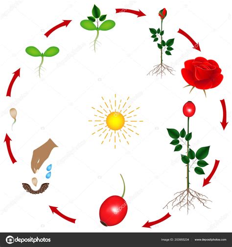 rose flower life cycle diagram 